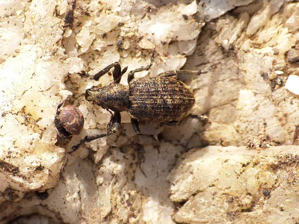 Curculionidae brillante Liophloeus ophthalmicus - Tolfa (RM)